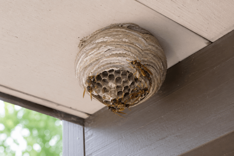 Leave a safely placed nest alone and reduce disturbance