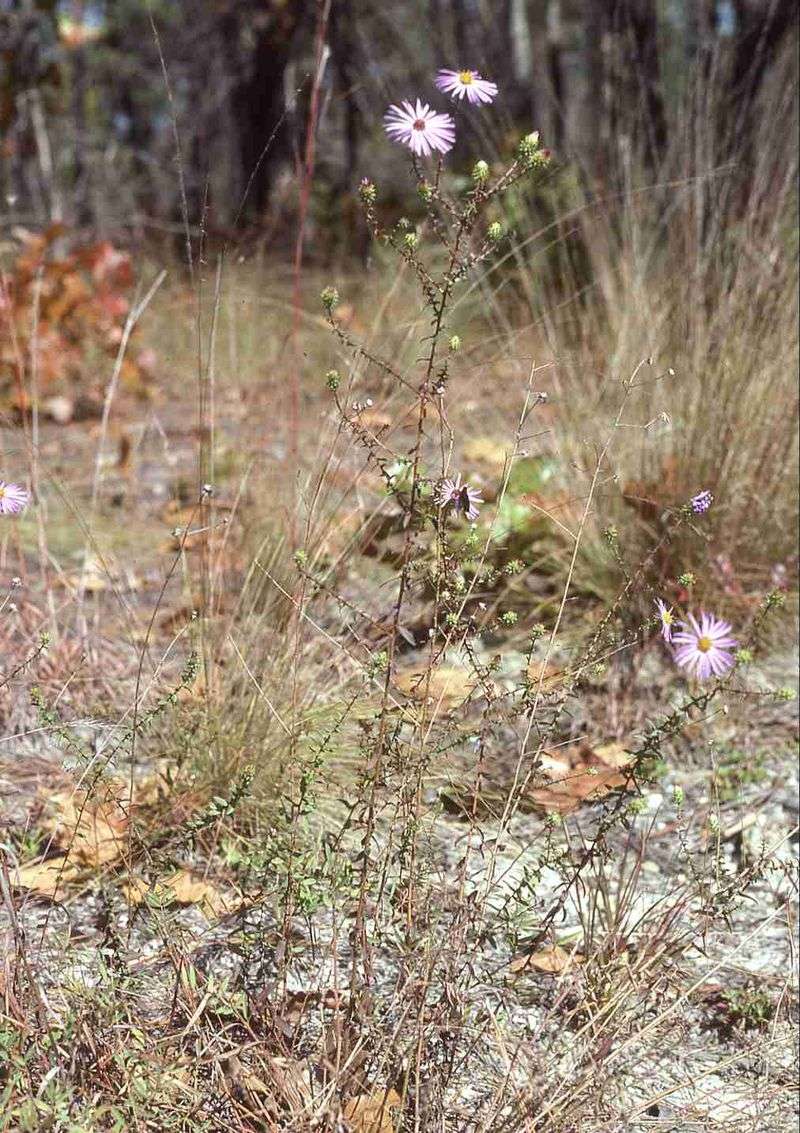 Match the aster to your North Carolina region