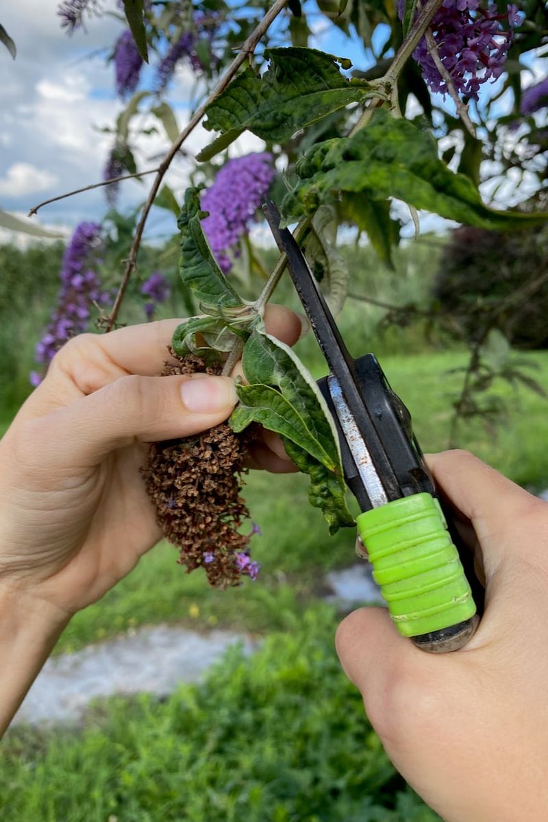 Deadheading limits seeds, not next year’s bloom
