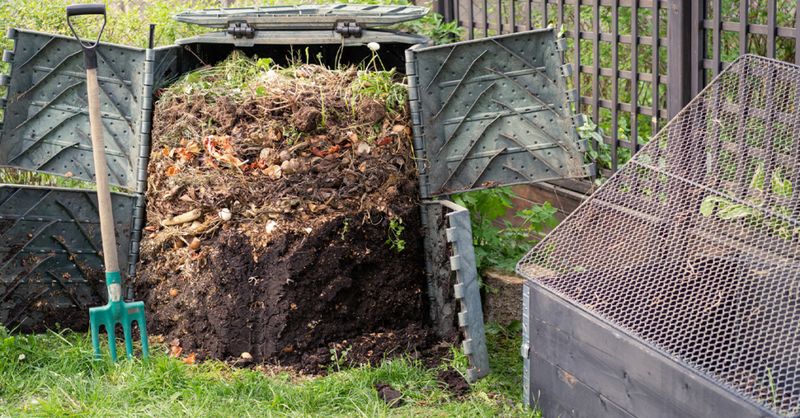 Fresh walnut debris is not the same as finished compost