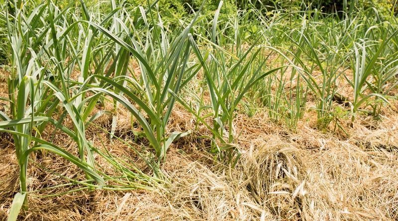 Choose a loose layer of straw or chopped leaves