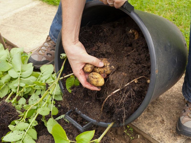 Harvest new potatoes early or wait for mature ones