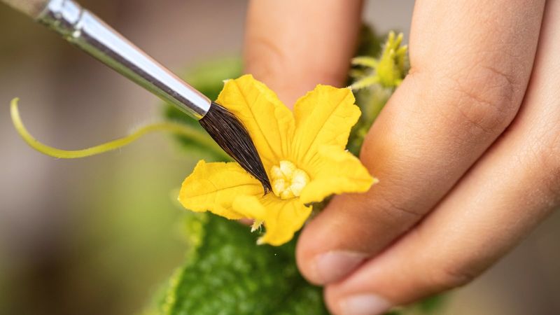 Hand-Pollinate for More Fruit