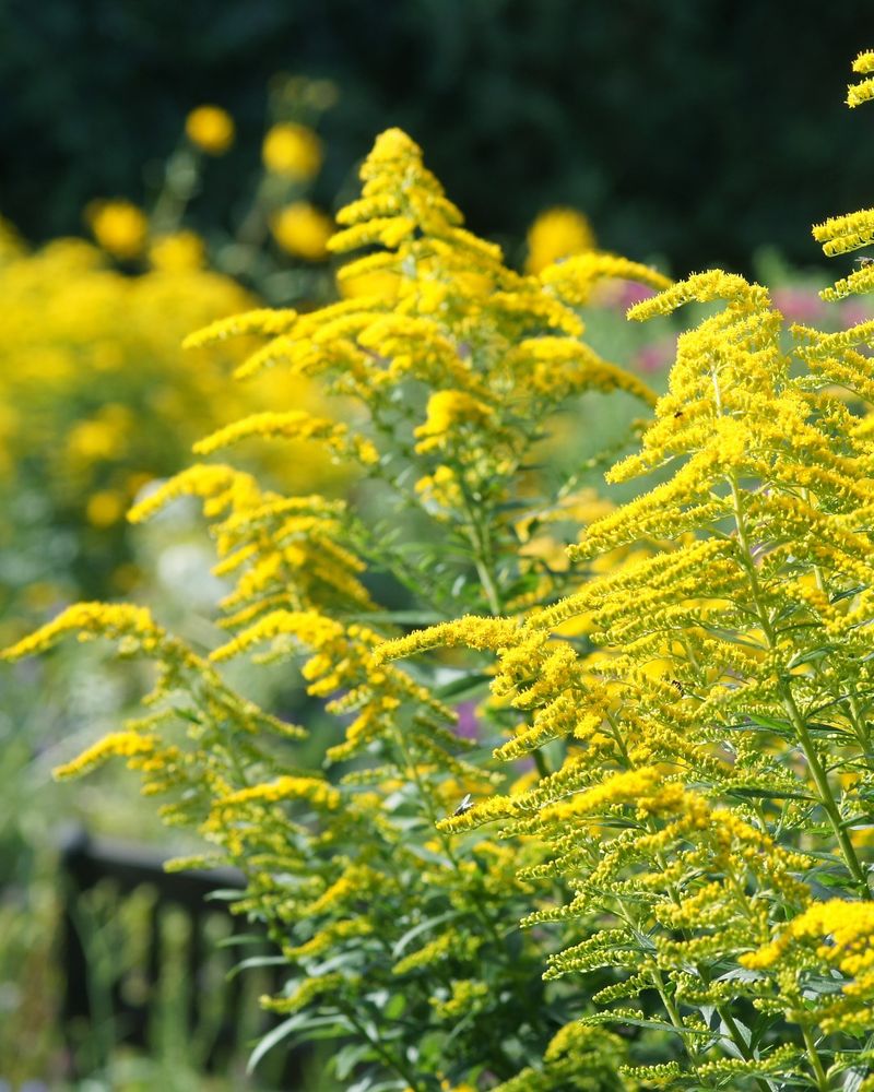 Goldenrod