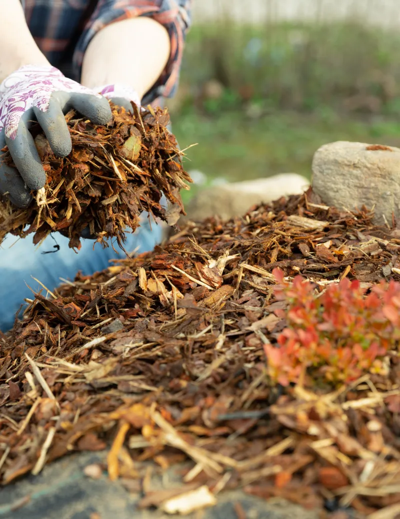 Mulch Only New Plantings
