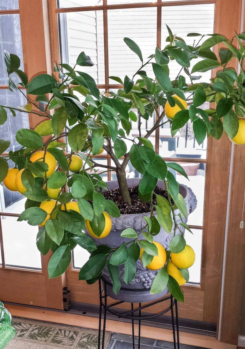 Acclimate the tree without risking cold damage