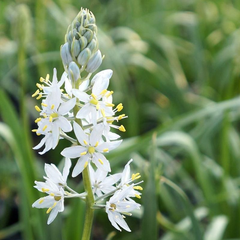 Wild Hyacinth (Camassia scilloides)