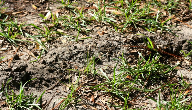 The ridge is a clue to underground prey activity, not proof of grubs