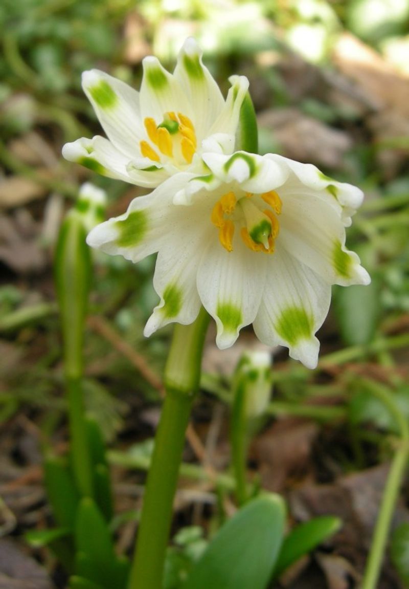 Spring Snowflake