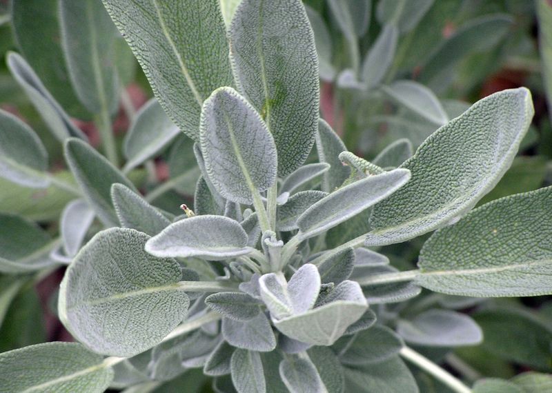 The Sage in Your Kitchen Has a Specific Identity