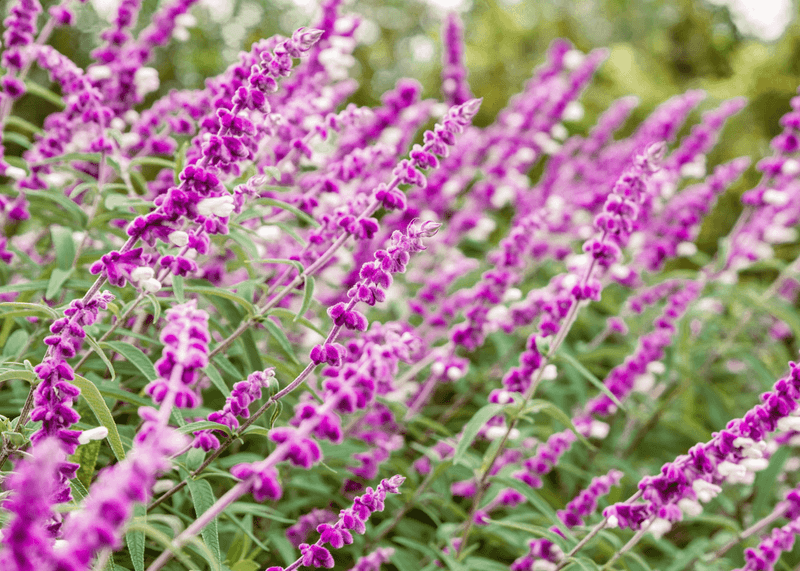Salvia