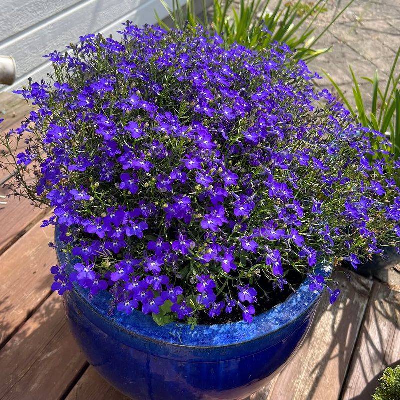 Lobelia (The Ones To Skip)