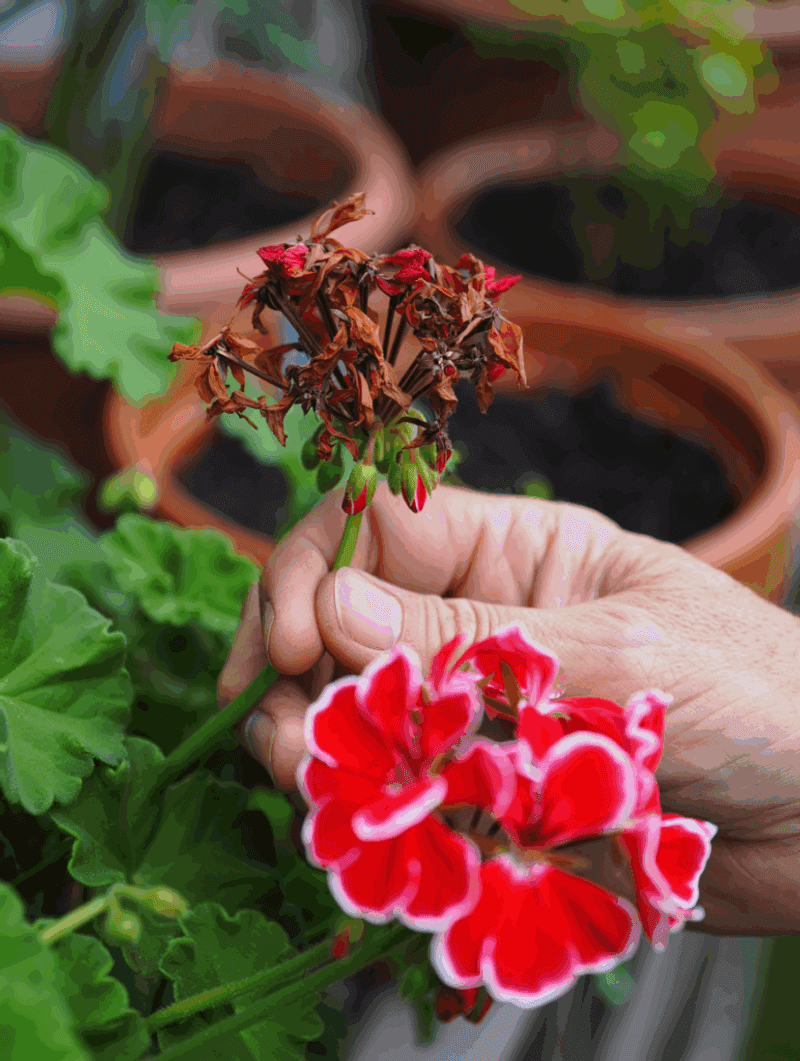 Old Blooms Hidden Beneath New Growth