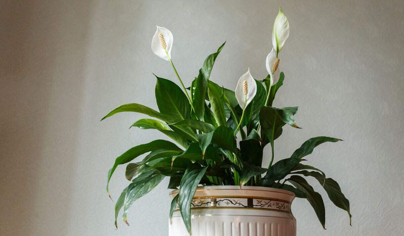 Check maturity, cultivar, and season before blaming the light