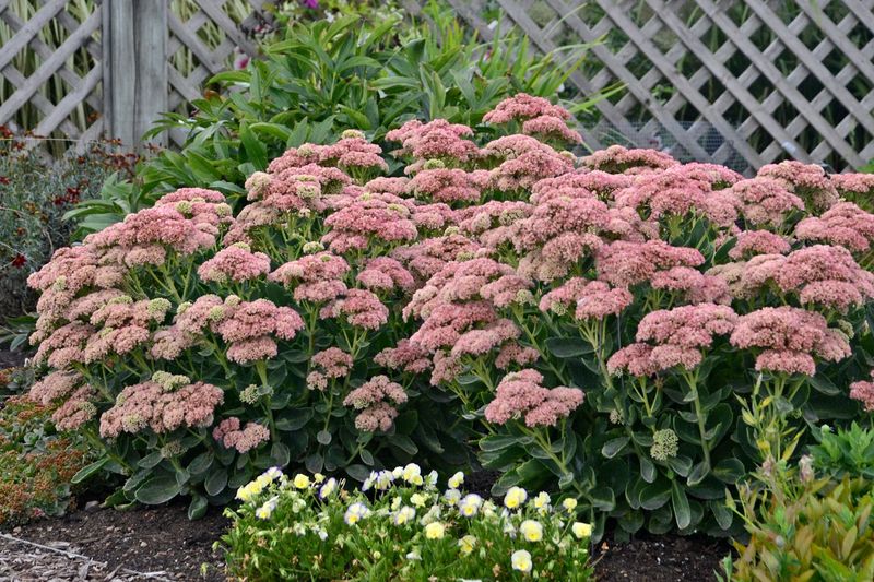 Sedum (Stonecrop)