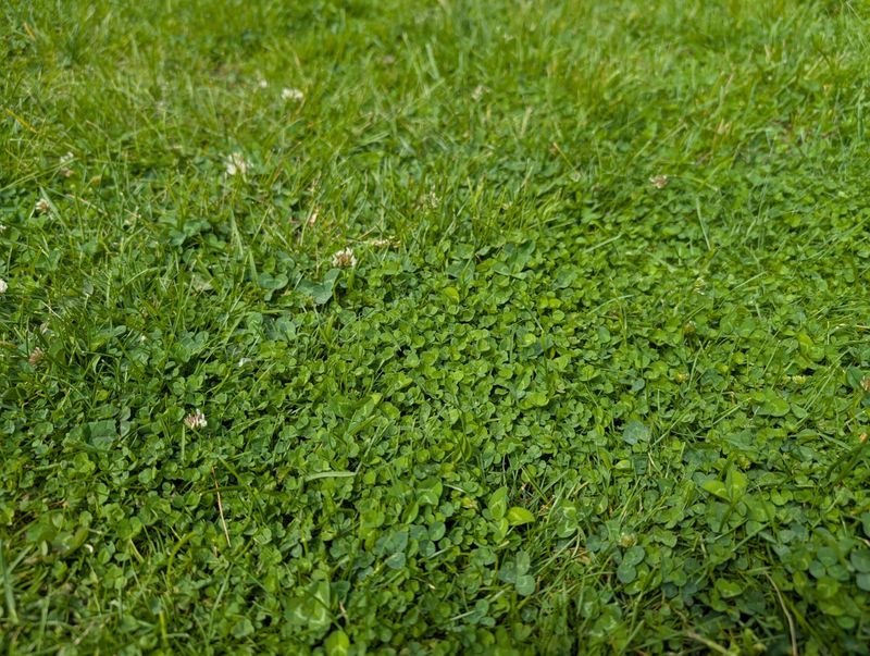 Keeping clover changes how you control weeds