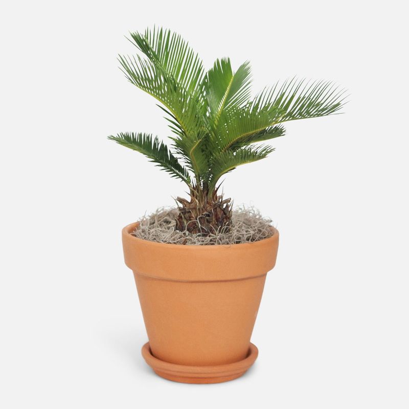 Sago Palm (Cycas revoluta)