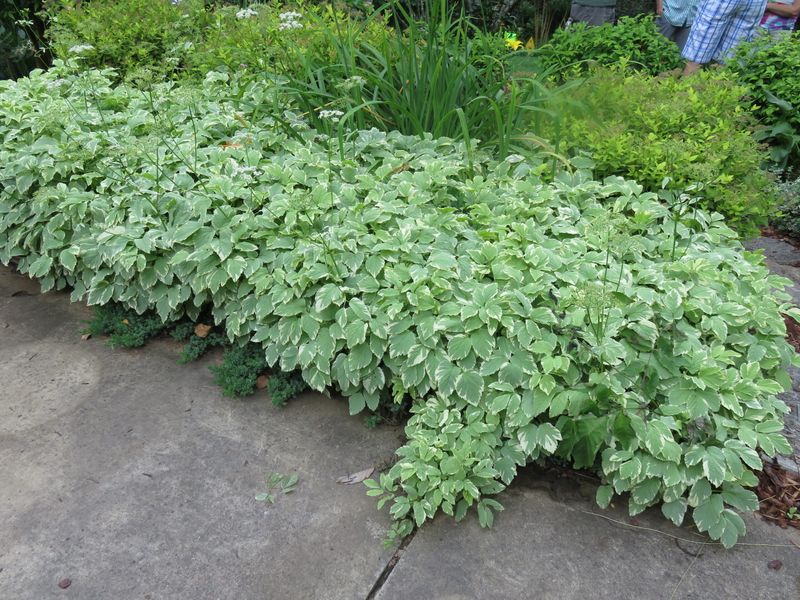 Restore the cleared area and monitor for regrowth