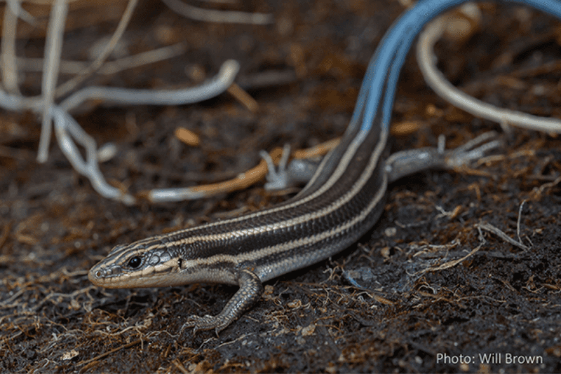 Treat the sighting as an invitation to coexist