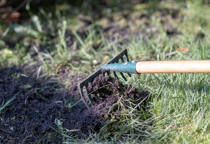 Rake Away Dead Grass and Debris