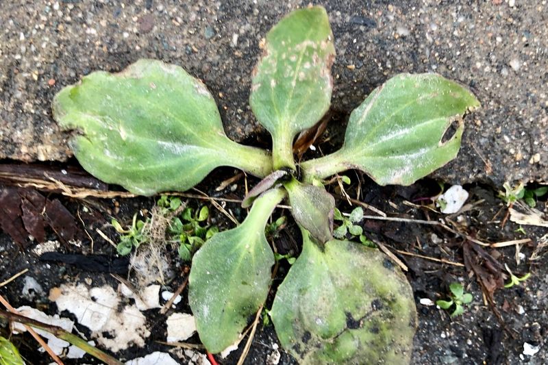 If it is in the wrong place, remove it before it sets seed