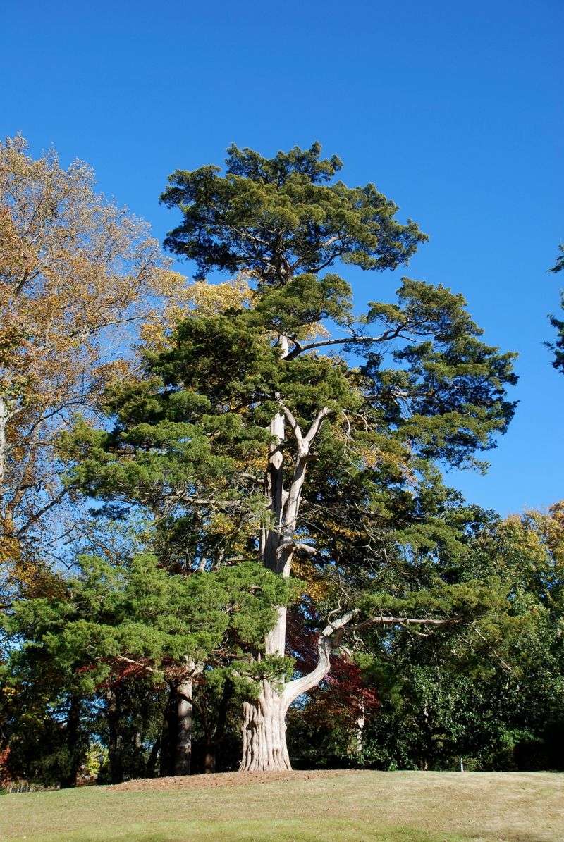 Eastern redcedar belongs in the wildlife plan—not the tick-control claim