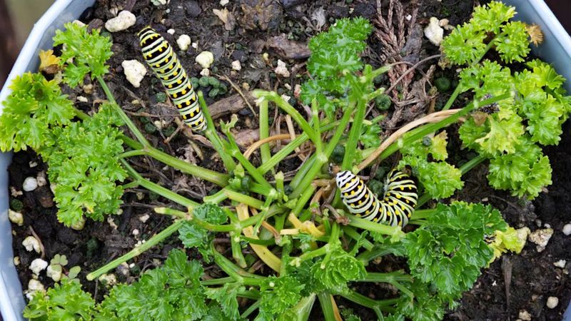 How much parsley can they eat?