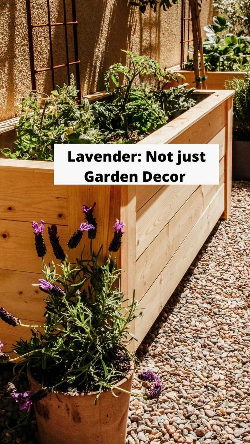 Lavender