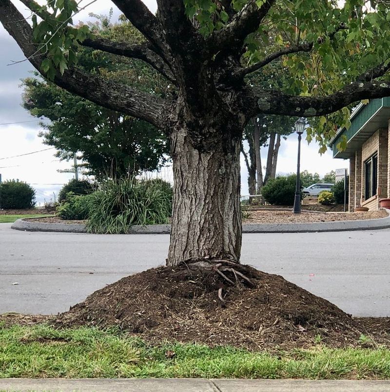 A mulch volcano can keep bark wet and redirect root growth