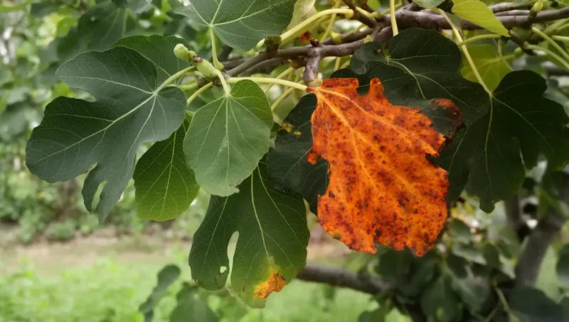 September calls for scouting and cleanup, not a magic spray deadline