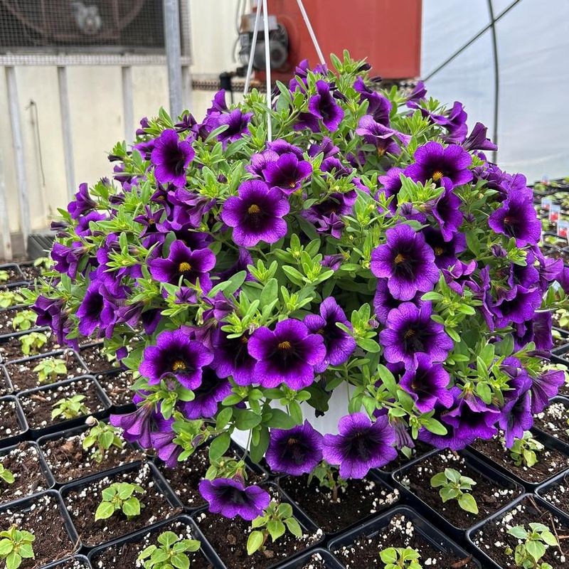 Calibrachoa