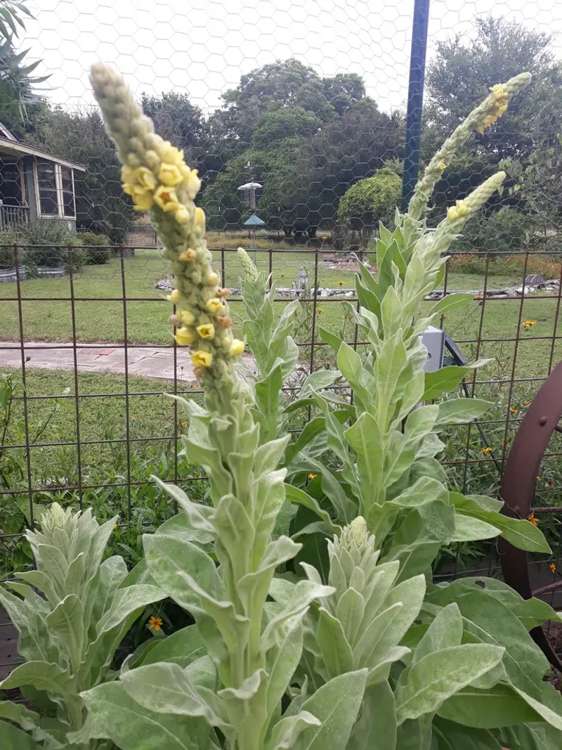A tall stalk marks mullein’s flowering stage