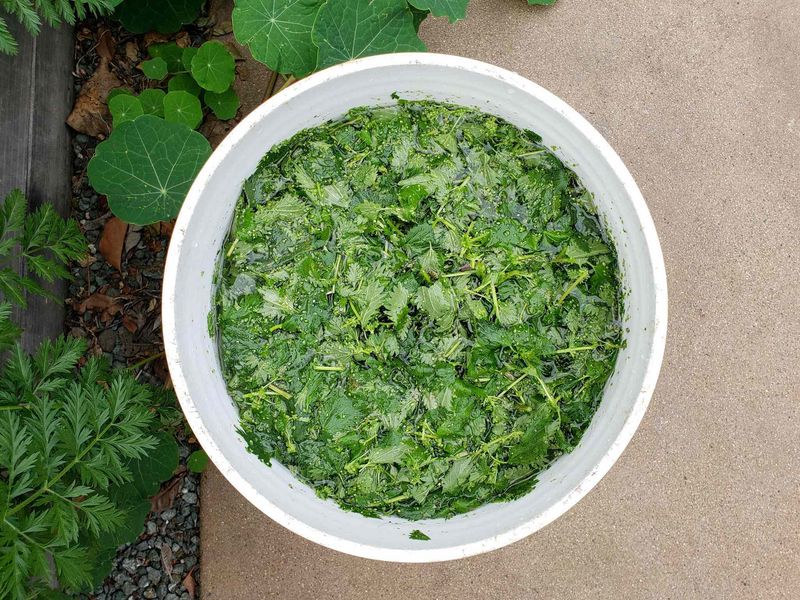 Nettle Tea