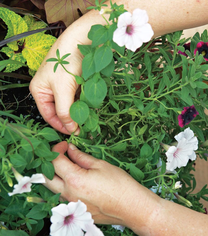 Pinch Back the Stems Early