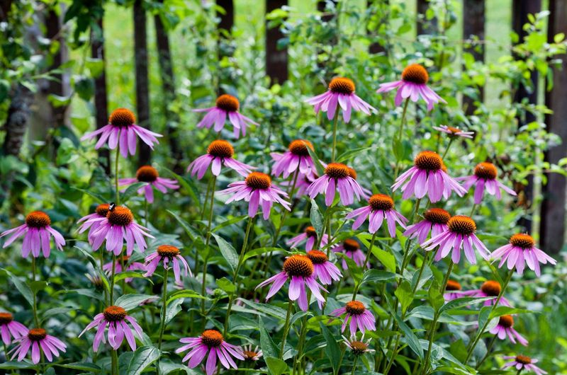 Coneflower (Echinacea)