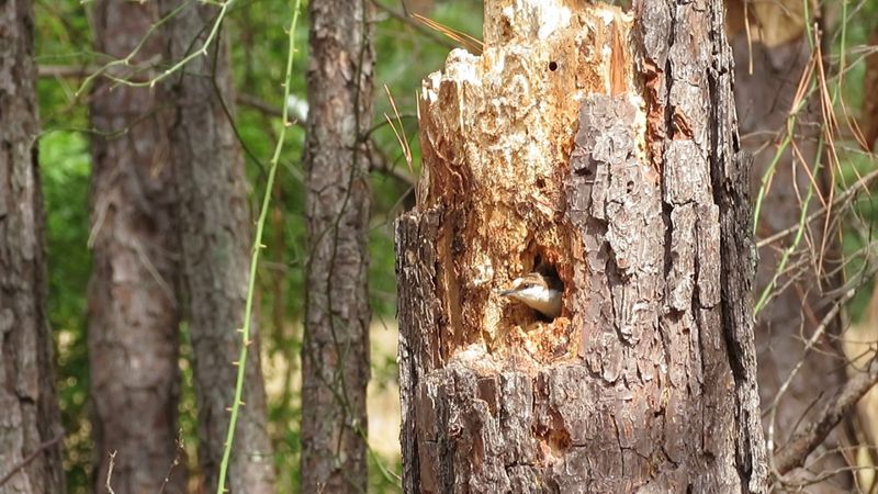 Dead Wood (Logs, Branches, Stumps, Snags)