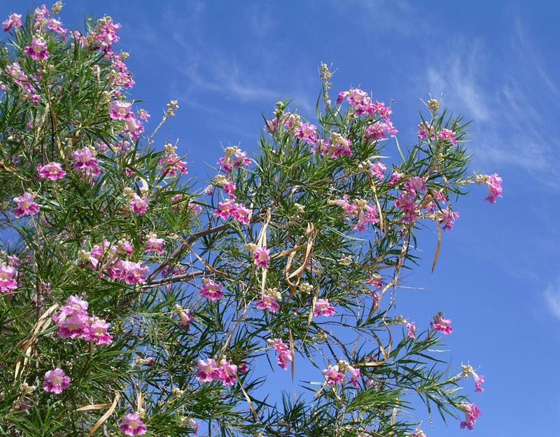 Desert Willow (Chilopsis linearis)