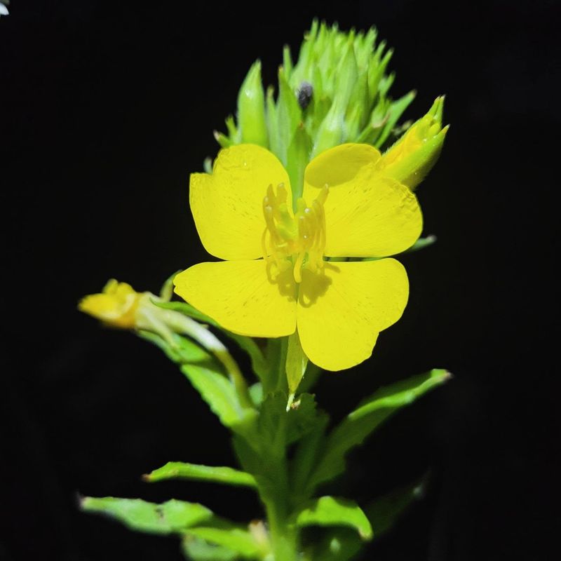 Common Evening Primrose