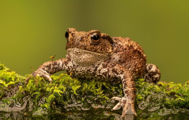 Toads eat many invertebrates, but they do not promise pest control