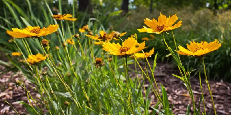 Threadleaf and Lanceleaf Coreopsis (Coreopsis spp.)