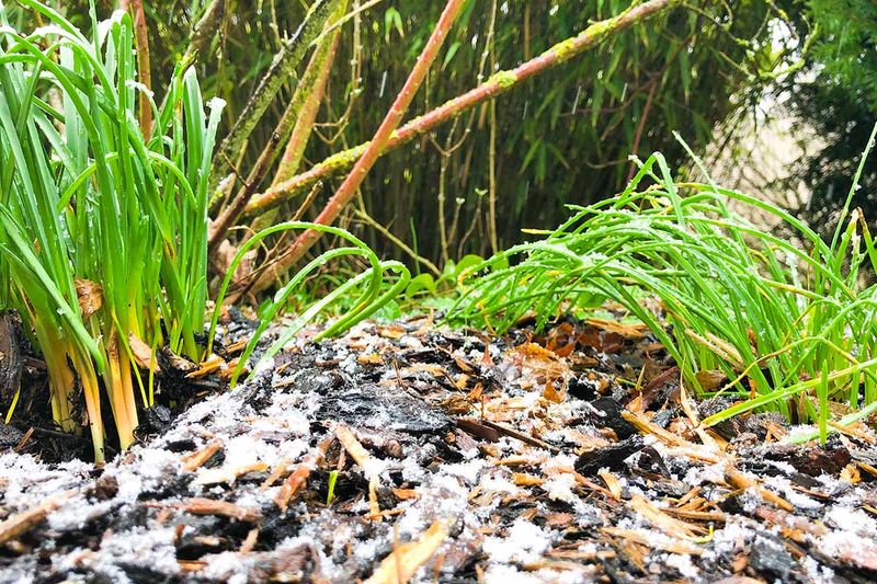 Wait for the soil to start freezing