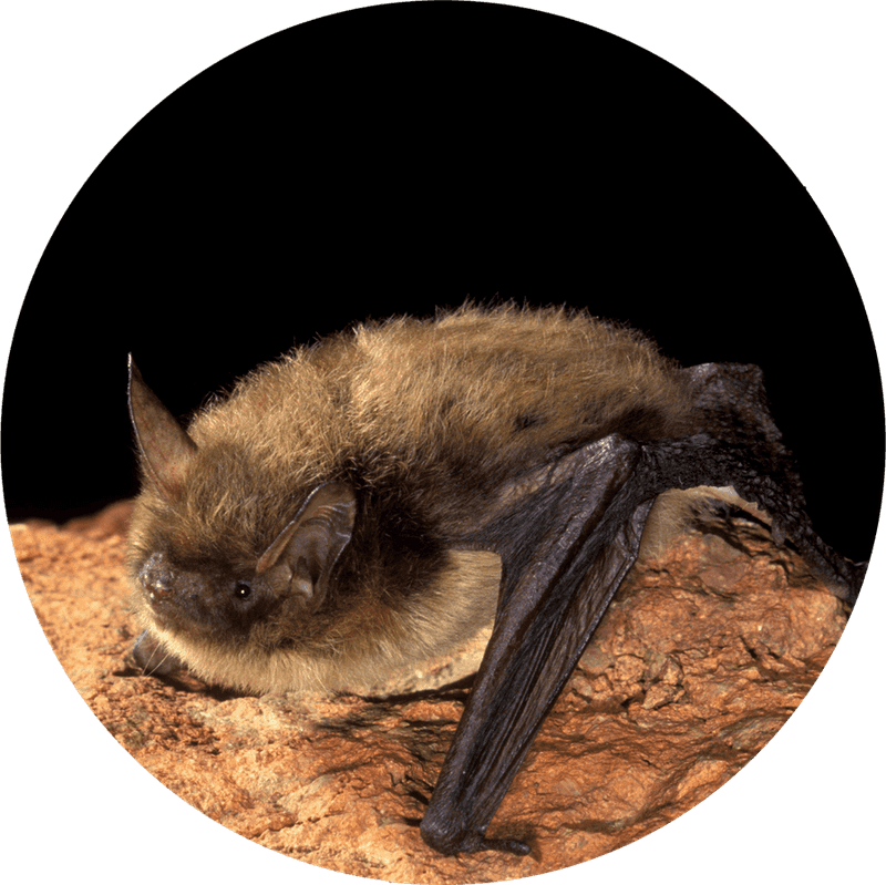 A Bat House Supports but Cannot Replace Natural Habitat