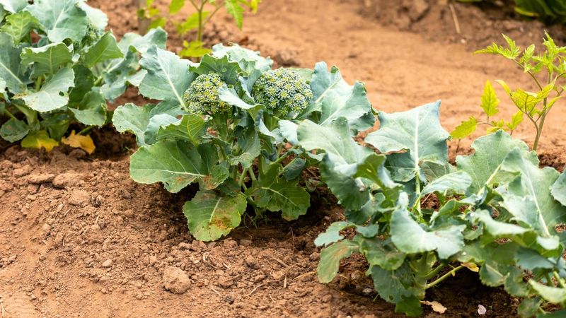 Manage both lingering heat and prolonged cold