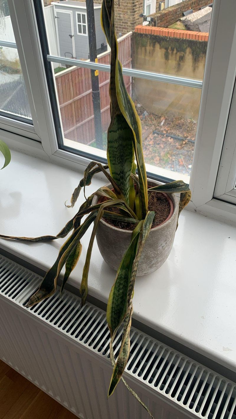Check for cold damage before assuming rot