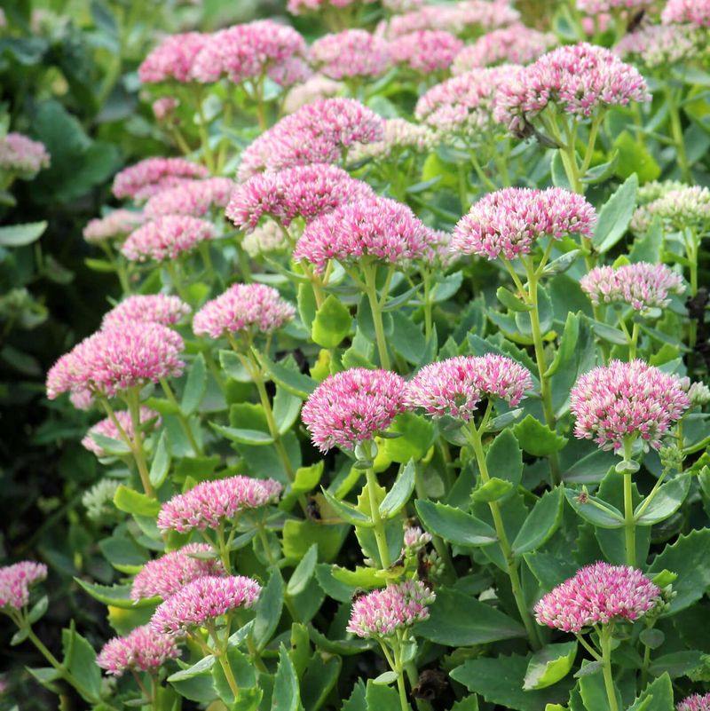 Sedum (Hylotelephium)