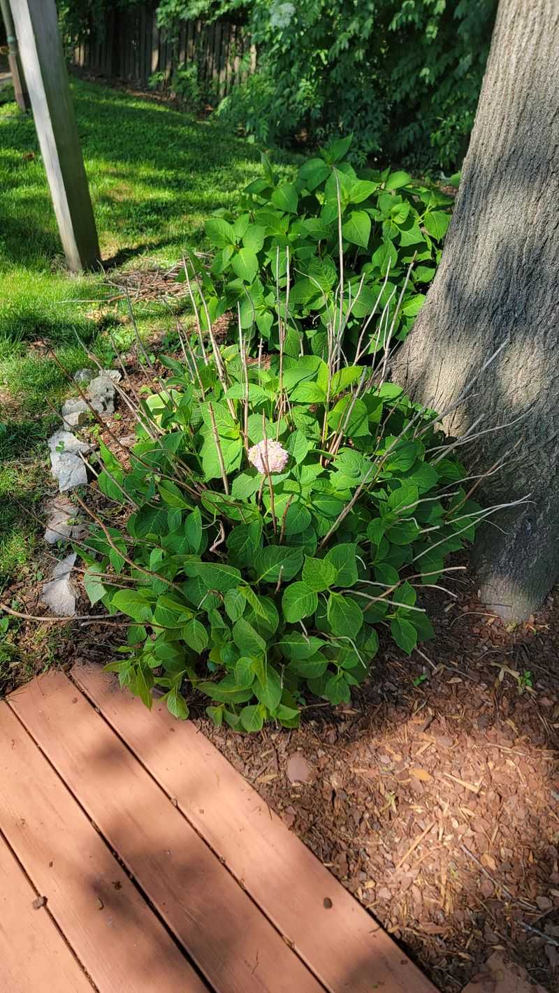 Too much shade can limit flowering