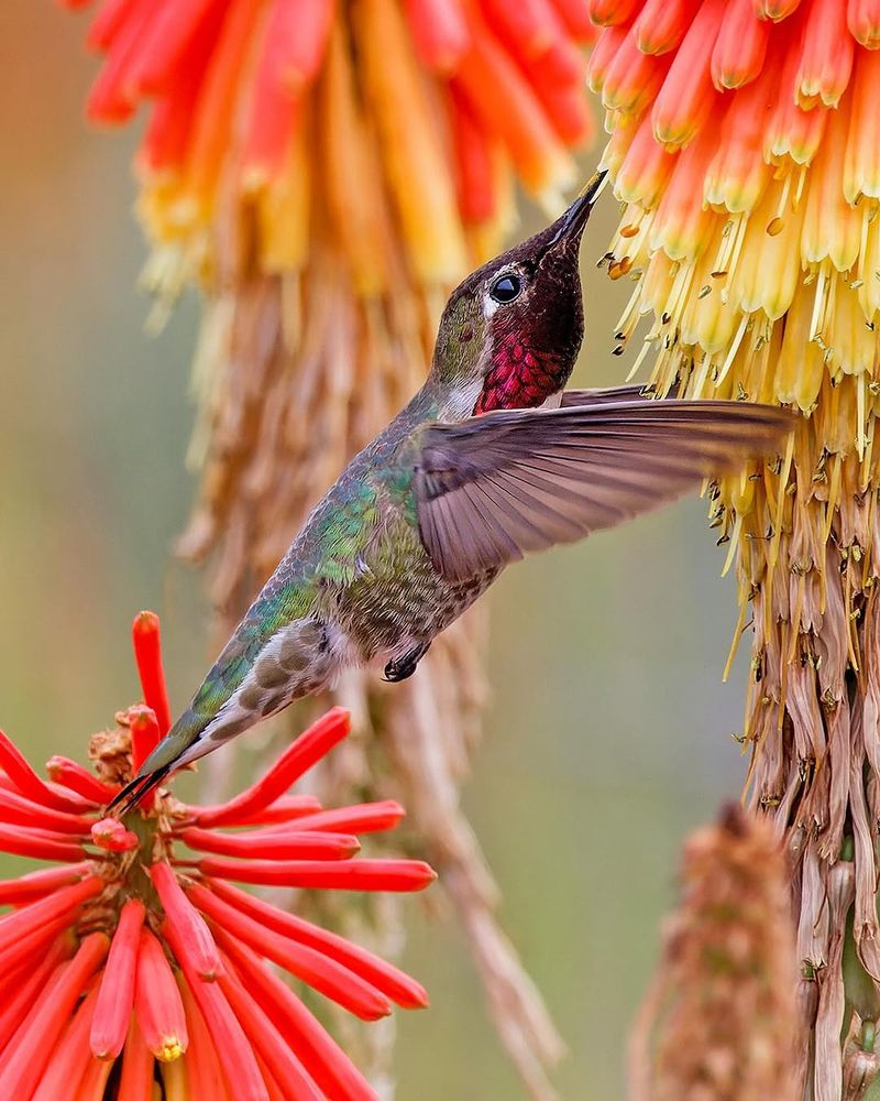 Red Hot Poker (Kniphofia)