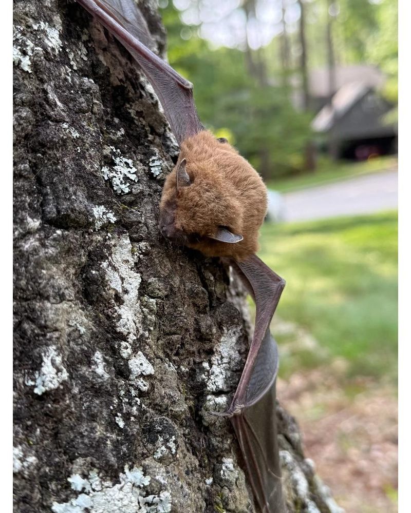 Protect bats, buildings, and people