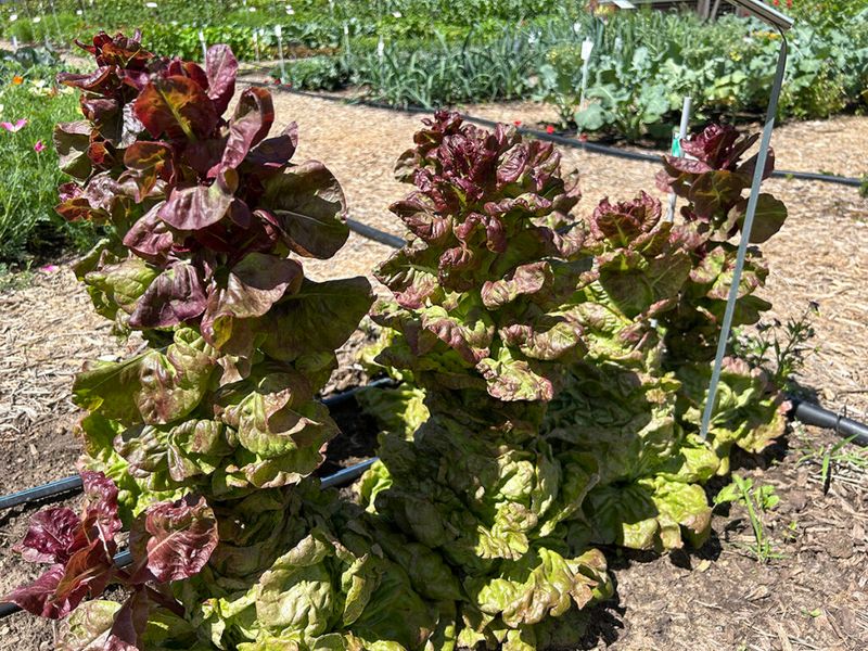 Late-summer heat creates two different lettuce problems