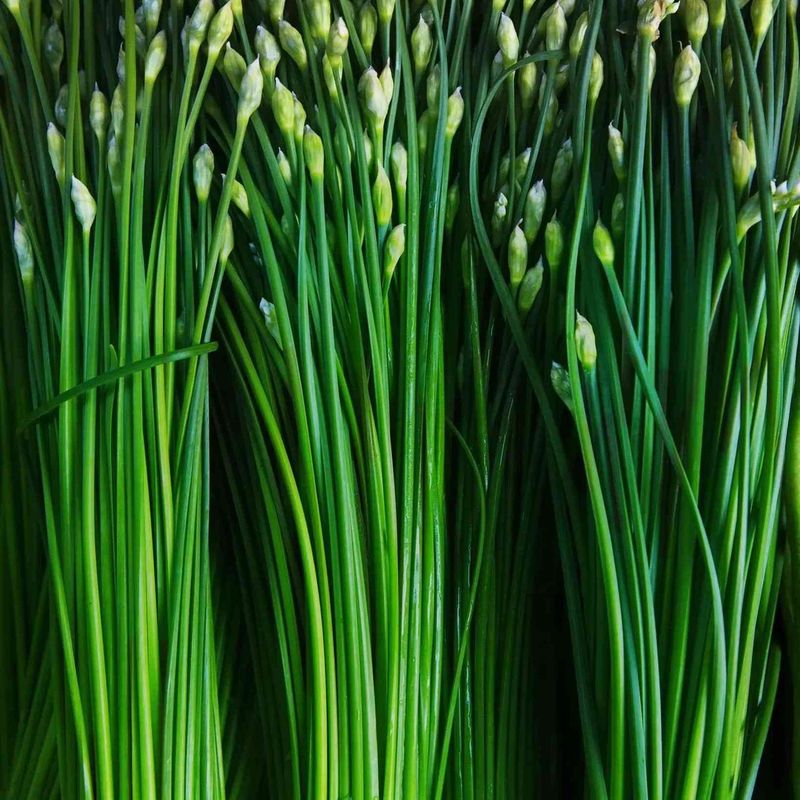 Leeks and Chives